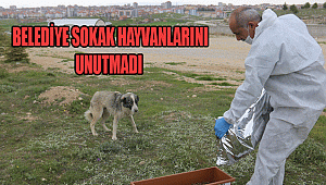 BELEDİYE SOKAK HAYVANLARINI UNUTMADI