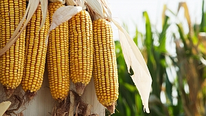 Cargill salgın döneminde üretime devam eden kahraman çiftçileri yalnız bırakmadı