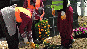 KARAMAN BELEDİYESİ MEVSİMLİK ÇİÇEK EKİMİNE DEVAM EDİYOR