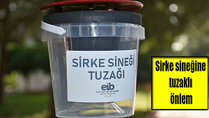 Sirke sineğine tuzaklı önlem