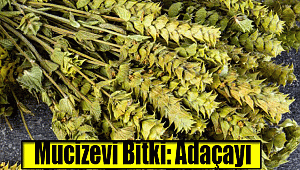 Mucizevi Bitki: Adaçayı