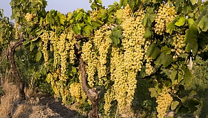 Pandemiye karşı bağışıklık sisteminizi Sultanların tercihi Çekirdeksiz Sultani Sofralık Üzüm ile güçlendirin