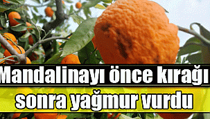 Mandalinayı önce kırağı sonra yağmur vurdu