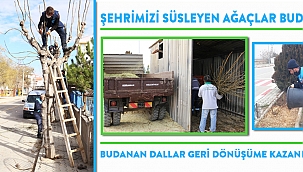 ŞEHRİMİZİ SÜSLEYEN AĞAÇLAR BUDANIYOR
