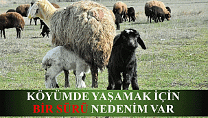KÖYÜMDE YAŞAMAK İÇİN BİR SÜRÜ NEDENİM VAR PROJESİNDE KÜÇÜKBAŞ HAYVAN ALIMLARI BAŞLADI