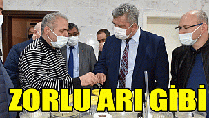 ZORLU ARI GİBİ