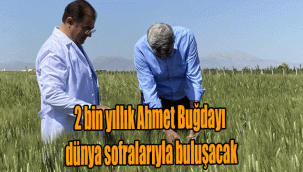 2 bin yıllık Ahmet Buğdayı dünya sofralarıyla buluşacak