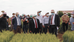 ÇALIŞMALARI DEVAM EDEN YERLİ VE MİLLİ BUĞDAY TOHUM ÜRETİMİNDE SONA GELİNDİ