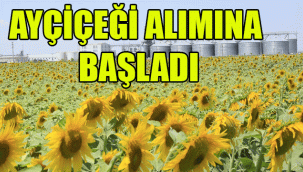 AYÇİÇEĞİ ALIMINA BAŞLADI