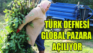 Türk Defnesi global pazara açılıyor