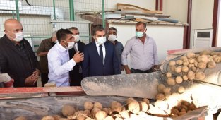 Vali Işık Burunoba Köyünde Patates Hasadına Katıldı