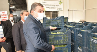 Vali Işık Hasgöksu ve Emir Çavuş Zeytinyağı Üretim Tesislerinde İncelemelerde Bulundu