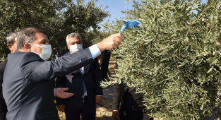 Vali Işık Zeytin Hasadına Katıldı