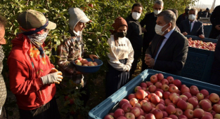 Sezonun Son Elma Hasadı Gerçekleştirildi