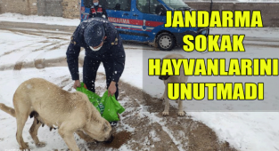 JANDARMA SOKAK HAYVANLARINI UNUTMADI