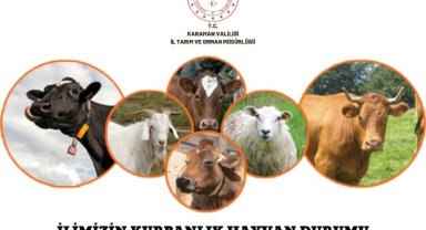 İLİMİZDE KURBANLIK HAYVAN DURUMU