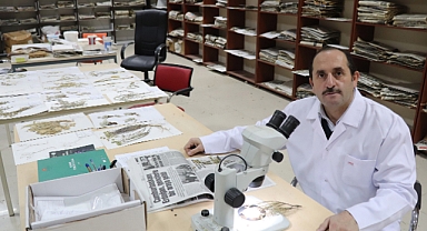 KMÜ’DEN YENİ BİTKİ TÜRÜ KEŞFİ: “VERBASCUMAKARKOEYENSE”