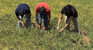 Karaman’da TAKE Projesi Kapsamında Nohut ve Fasulye Alanlarında Saha Denetimleri Sürüyor